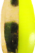 Brass Chartreuse Brass Back
