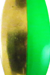 Brass Flourescent Green Brass Back