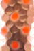 Hammered Copper Flourescent Red Spots Copper Back